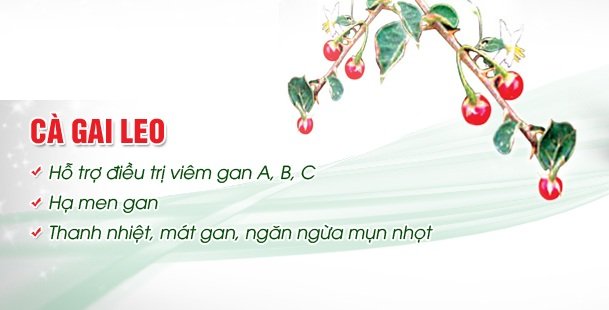 Tác dụng của cây cà gai leo