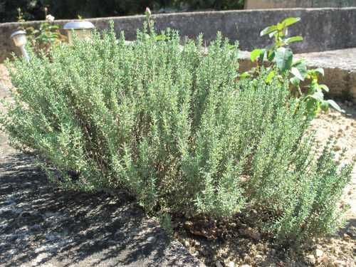 la-thyme