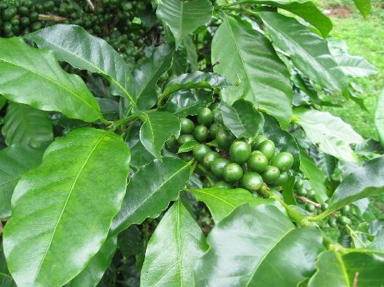 Trà giảm cân green coffee USA 2